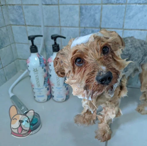 Banho de Espuma Senses na Estética Pet Feliz