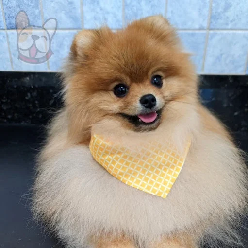 Spitz Alemão na Estética Pet Feliz Atibaia